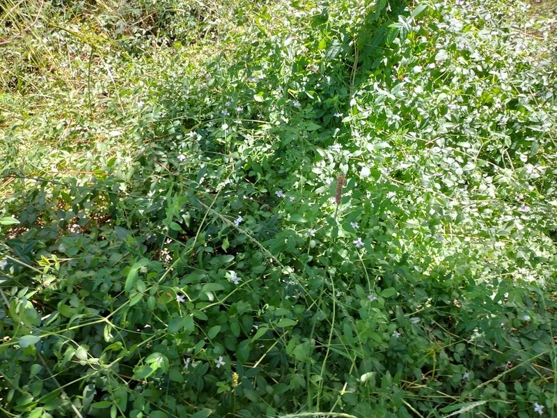 Bellflower Clematis photo 7