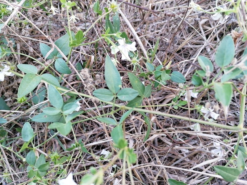 Bellflower Clematis photo 8