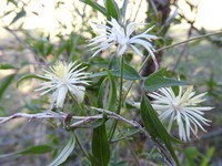 Clematis campestris