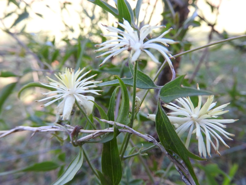Clematis campestris