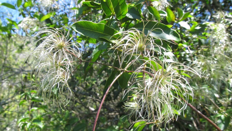 Clematis campestris photo 2