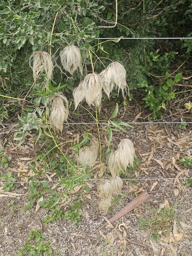 Clematis campestris photo 3