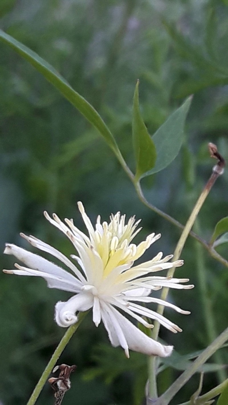 Clematis campestris photo 4