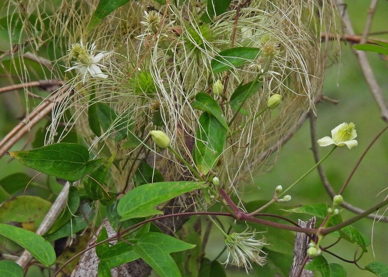Clematis campestris photo 5