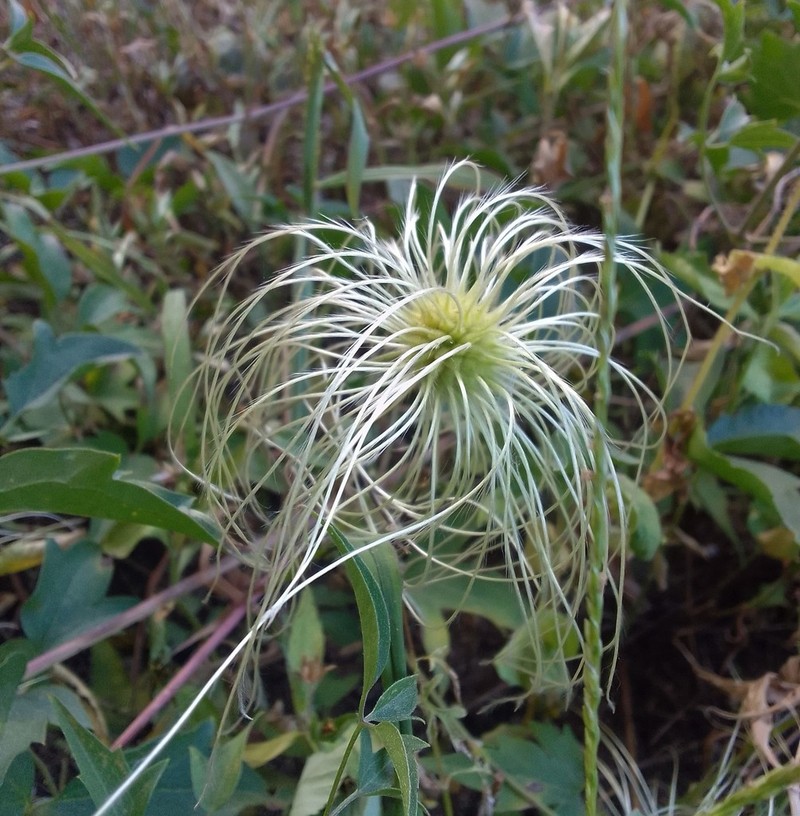 Clematis campestris photo 6
