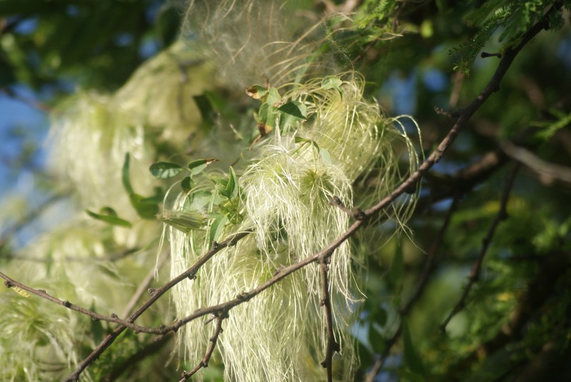 Clematis campestris photo 7