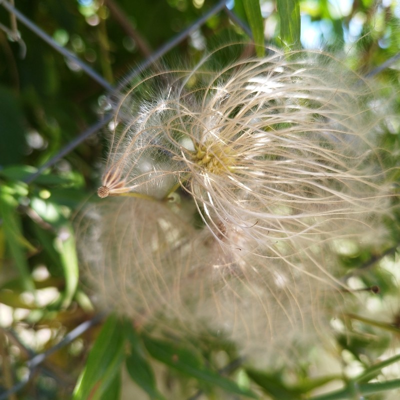 Clematis campestris photo 8