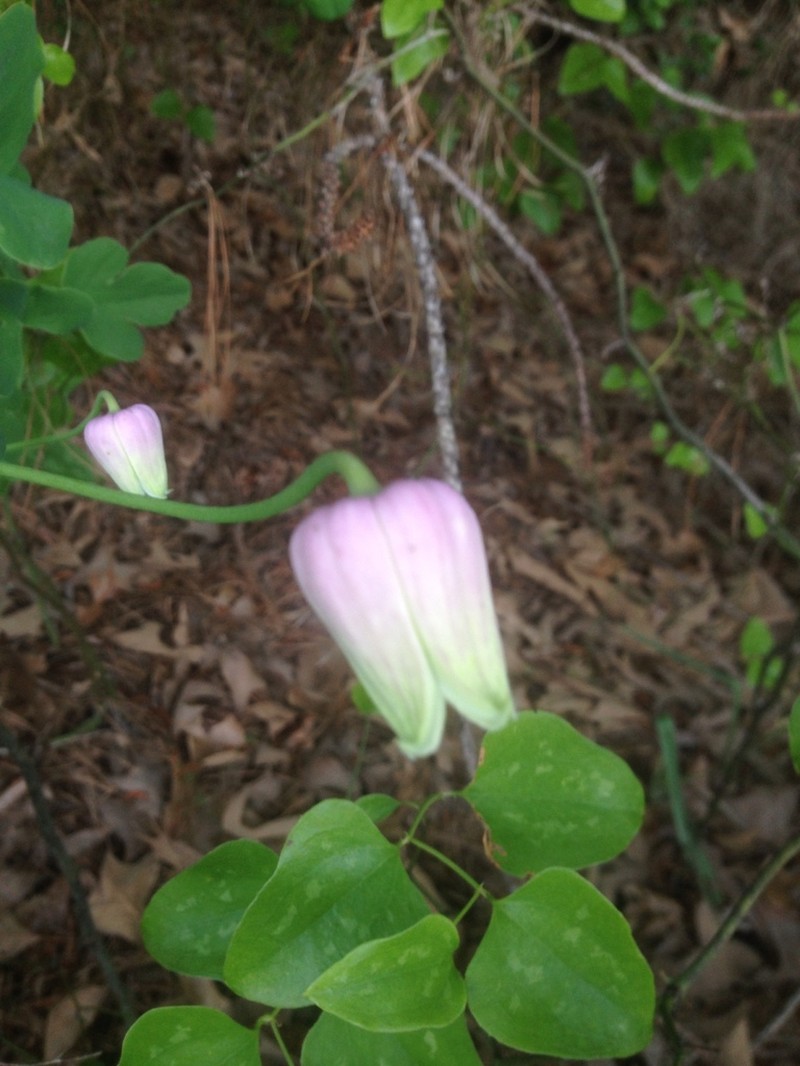 Clematis carrizoensis