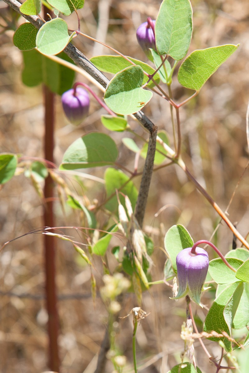 Clematis carrizoensis photo 2