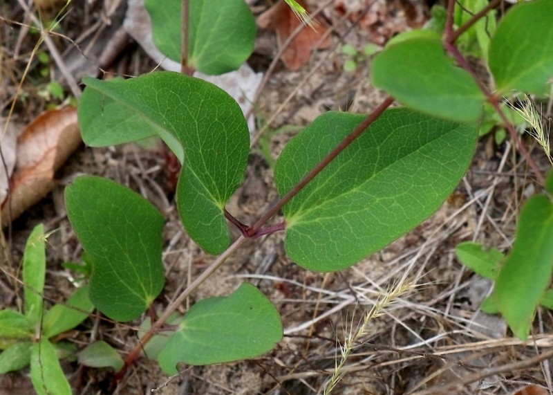 Clematis carrizoensis photo 3