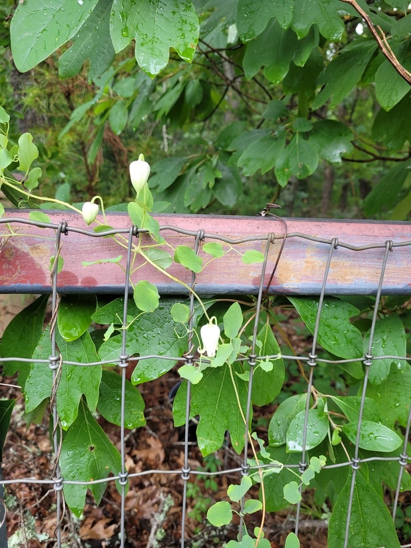 Clematis carrizoensis photo 4
