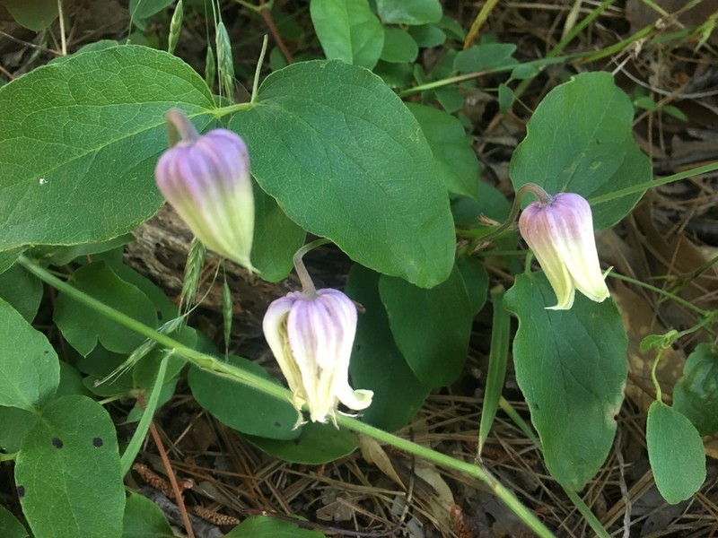 Clematis carrizoensis photo 5
