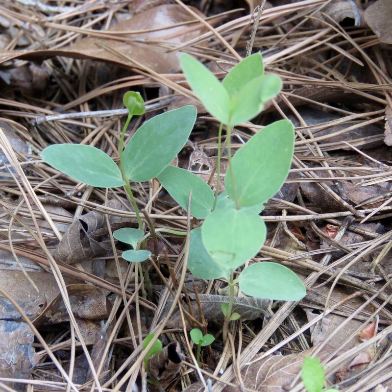 Clematis carrizoensis photo 7