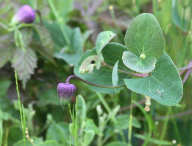 Clematis carrizoensis photo 8