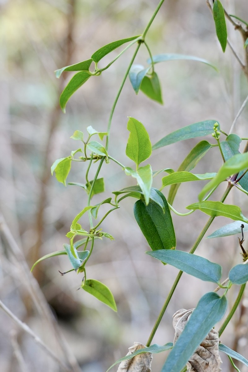 Clematis chinensis