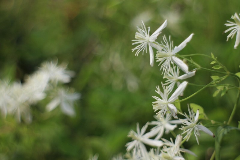 Clematis chinensis photo 2
