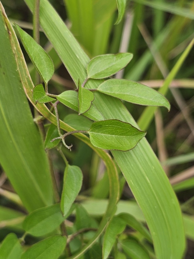 Clematis chinensis photo 3