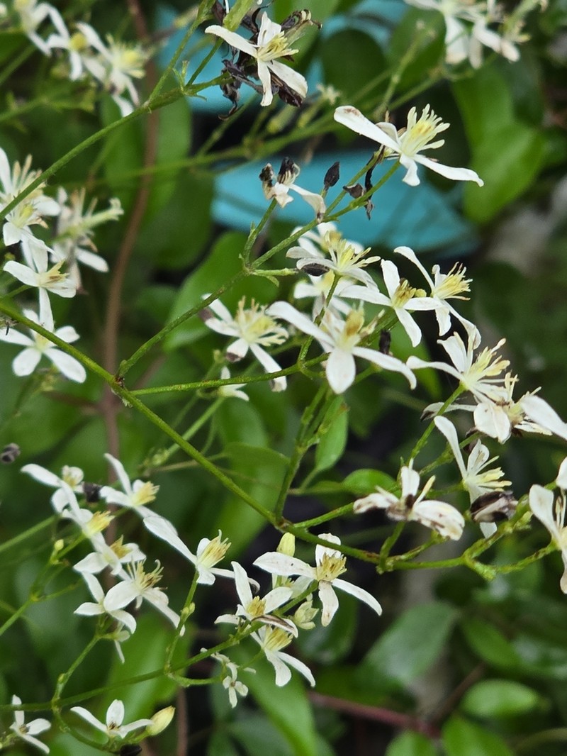 Clematis chinensis photo 4