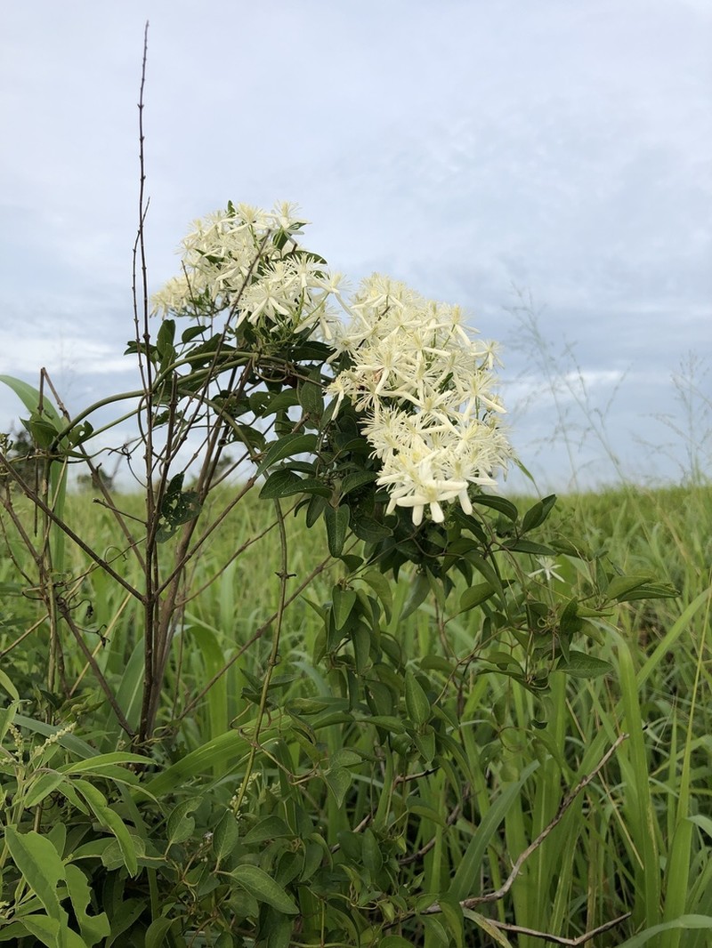 Clematis chinensis photo 6