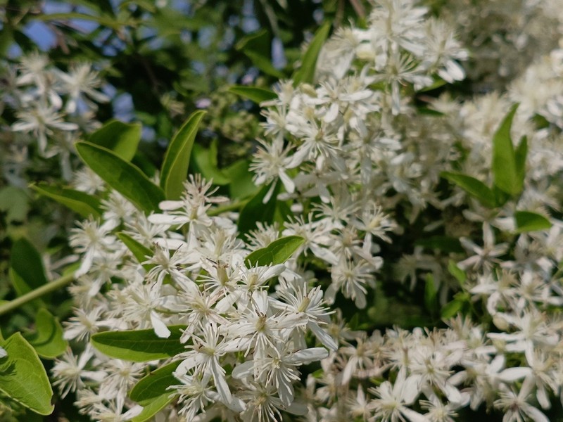 Clematis chinensis photo 7