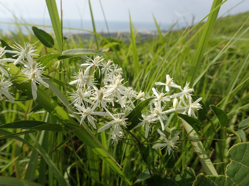 Clematis chinensis photo 8