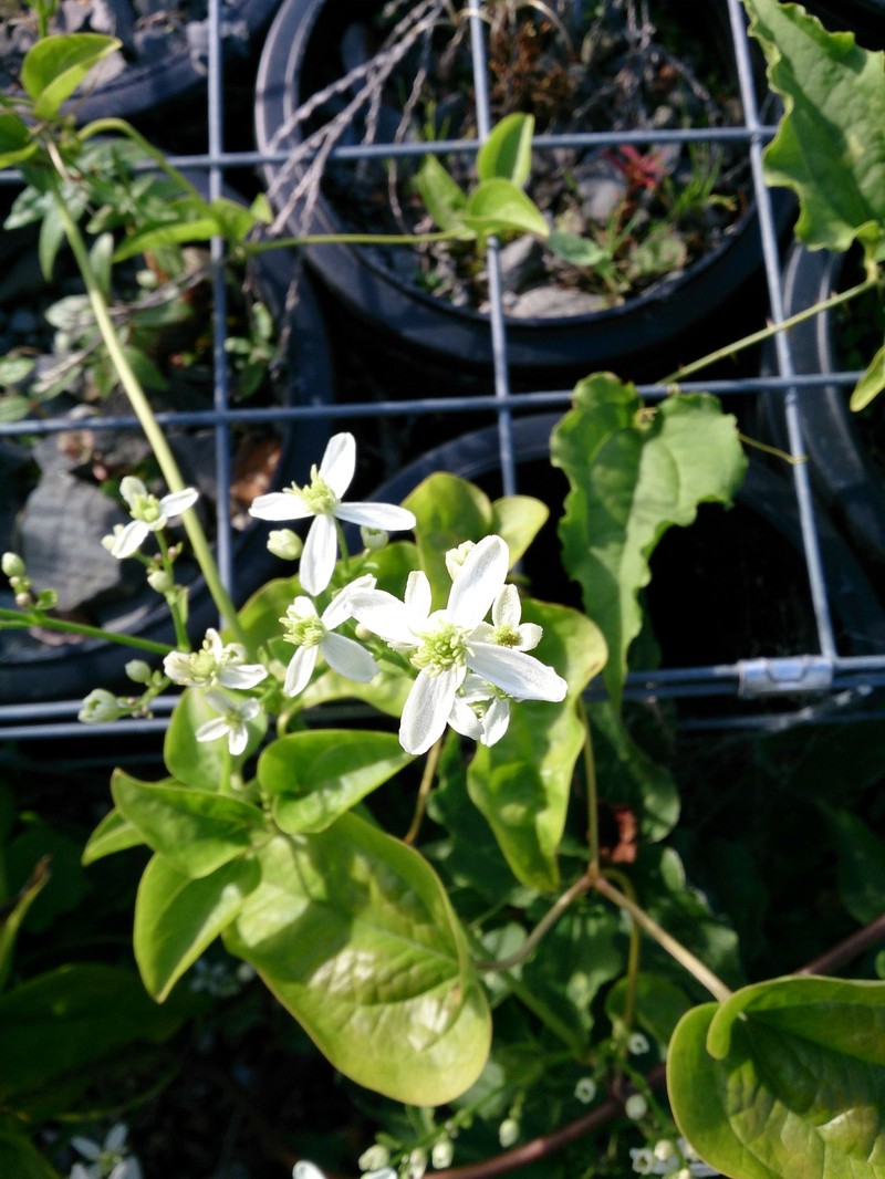 Clematis chinensis var. fujisanensis