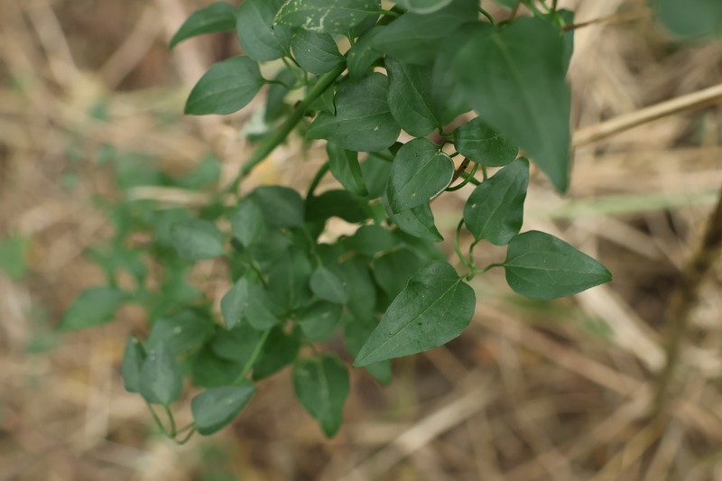 Clematis chinensis var. tatushanensis