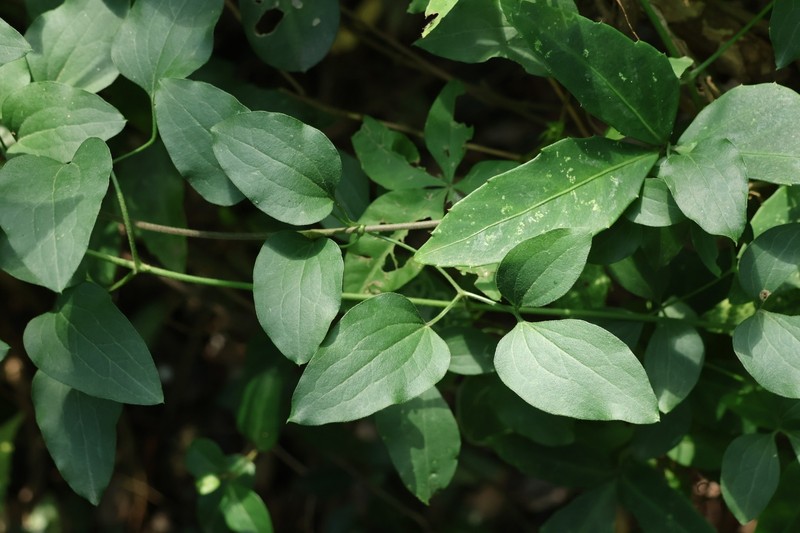 Clematis chinensis var. tatushanensis photo 2