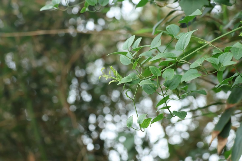 Clematis chinensis var. tatushanensis photo 3