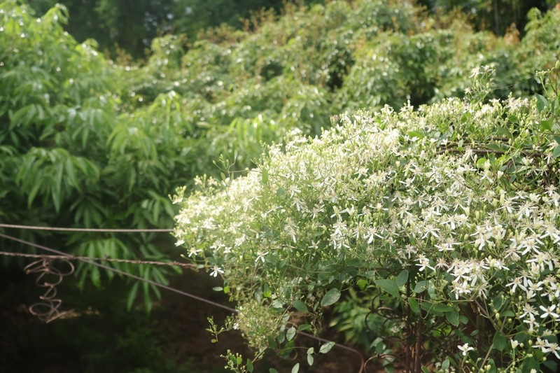 Clematis chinensis var. tatushanensis photo 4
