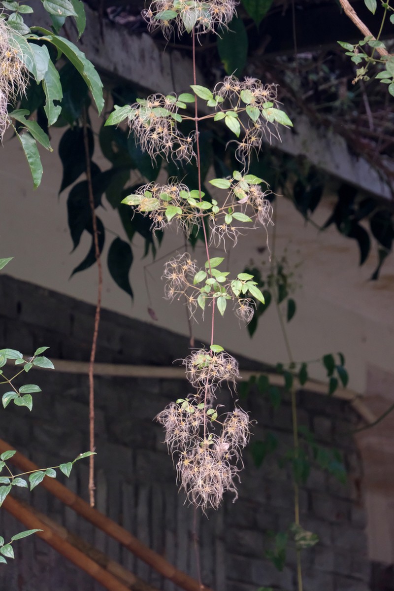Clematis chingii