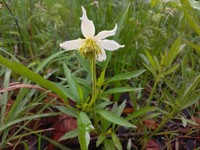 Clematis chrysocarpa