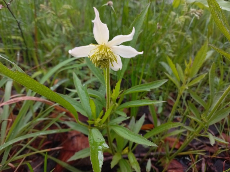 Clematis chrysocarpa
