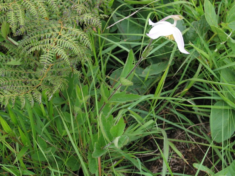 Clematis chrysocarpa photo 2