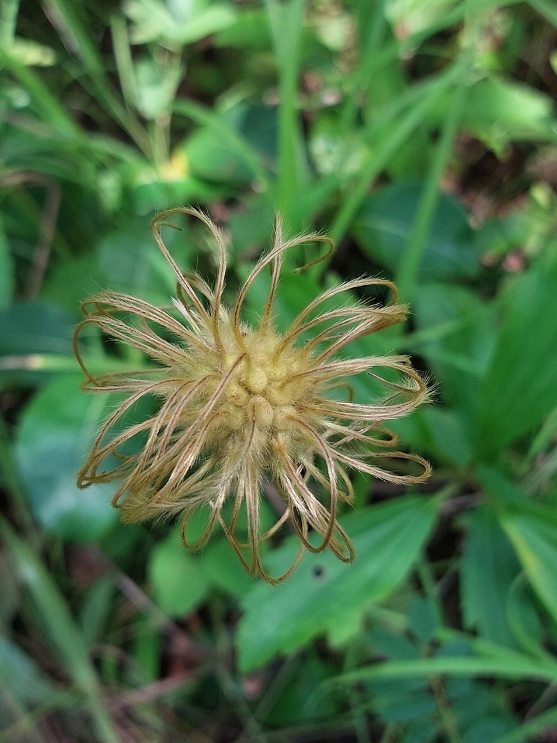 Clematis chrysocarpa photo 3