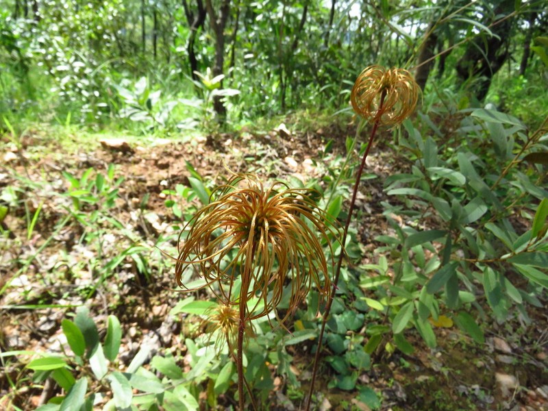 Clematis chrysocarpa photo 4