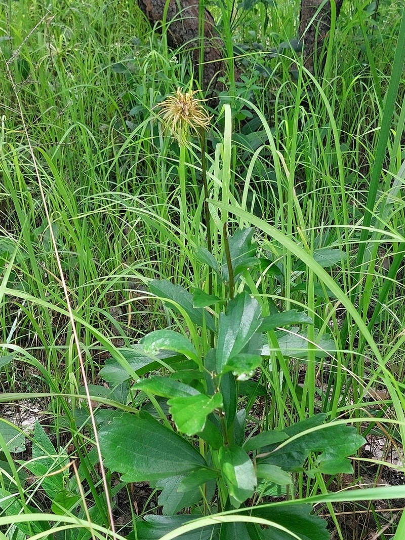Clematis chrysocarpa photo 5