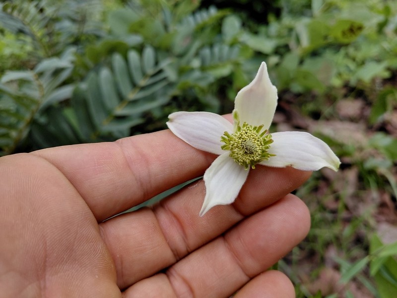 Clematis chrysocarpa photo 6