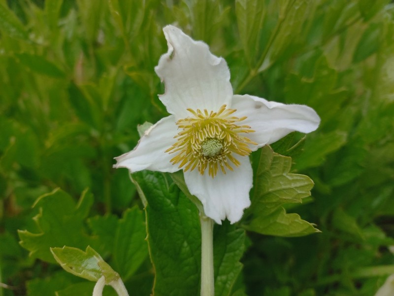 Clematis chrysocarpa photo 8