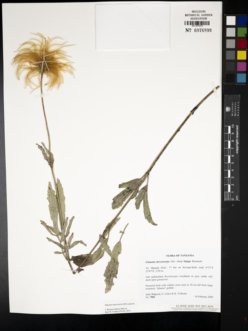 Clematis chrysocarpa subsp. bijuga