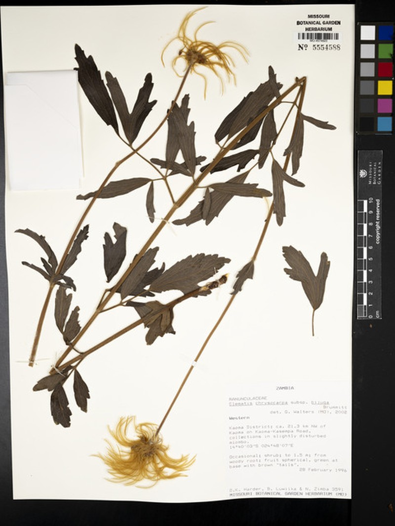 Clematis chrysocarpa subsp. bijuga photo 2