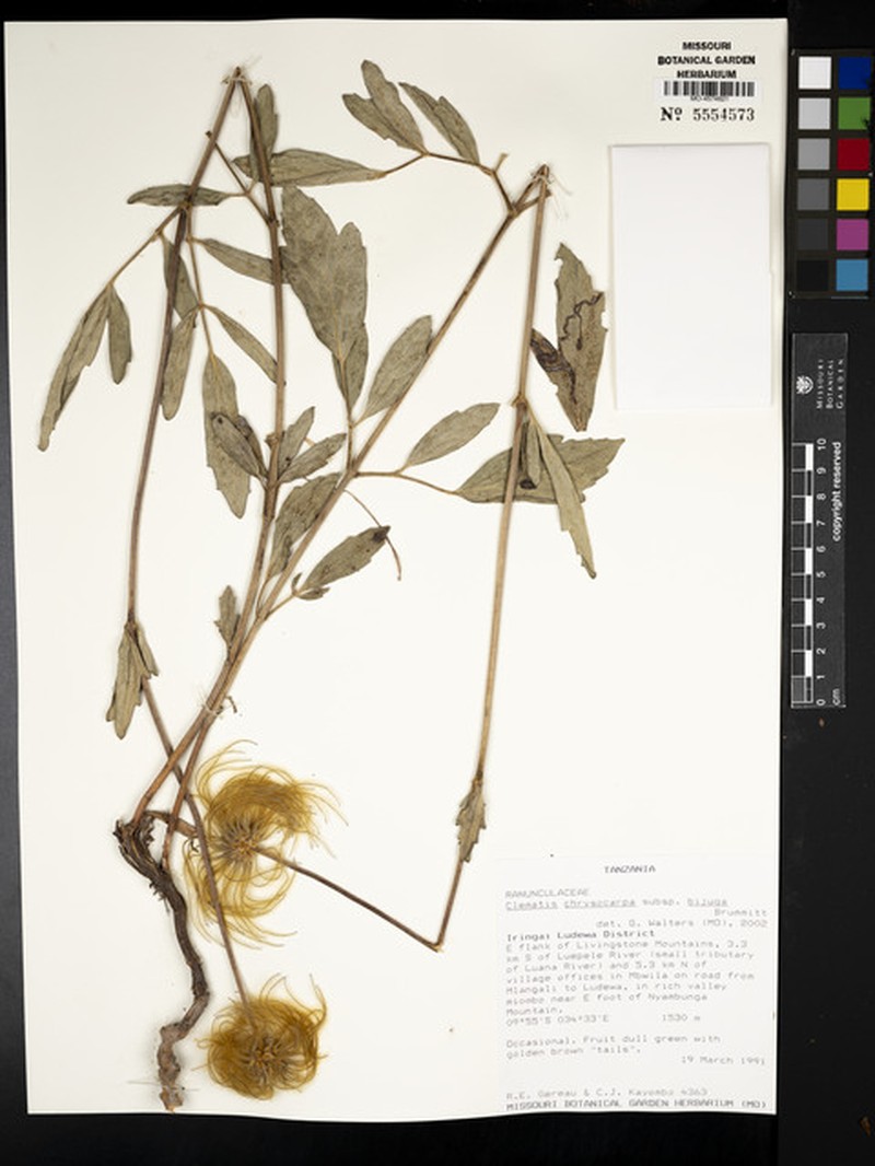 Clematis chrysocarpa subsp. bijuga photo 4