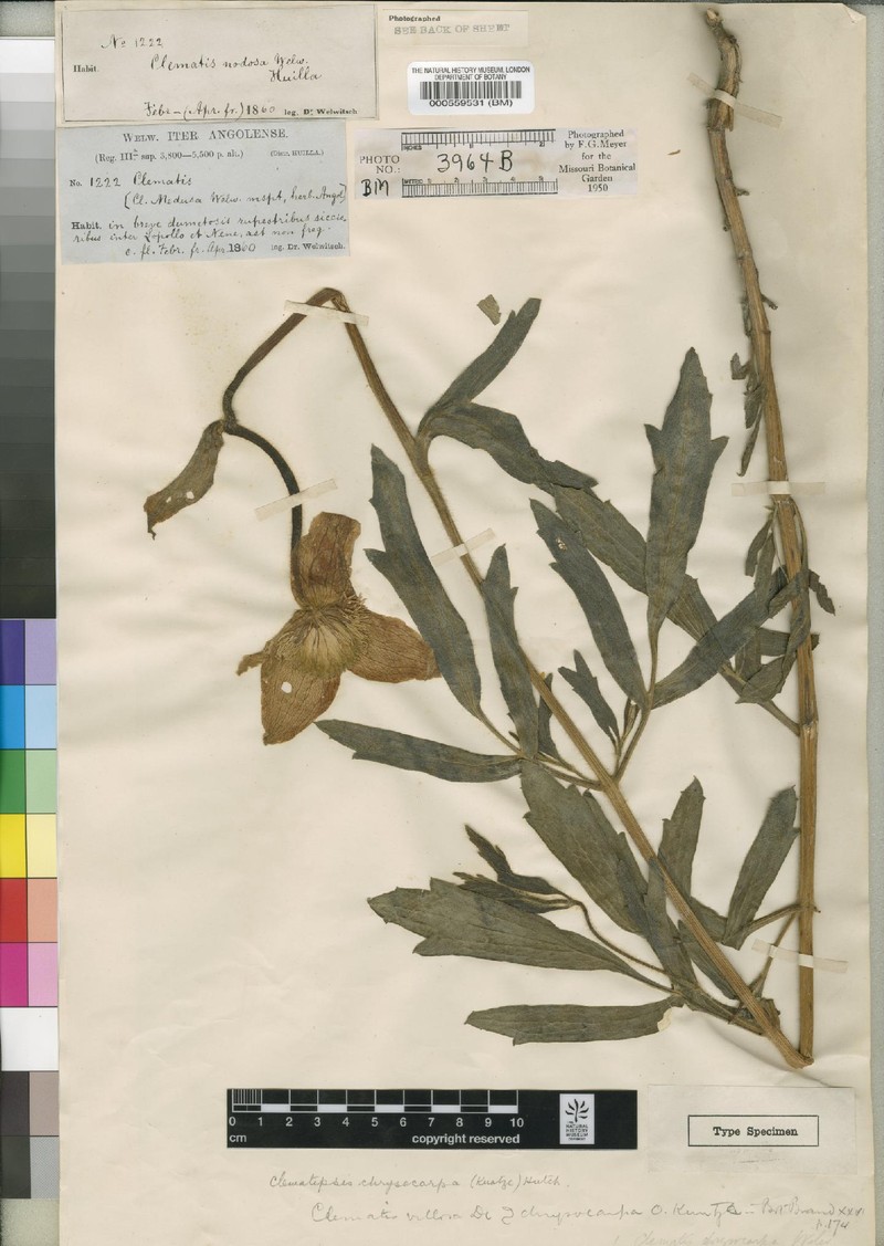 Clematis chrysocarpa subsp. chrysocarpa