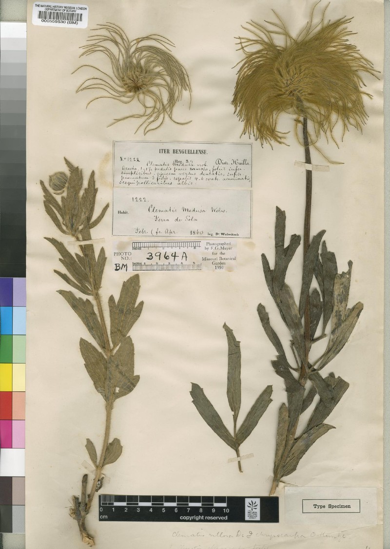Clematis chrysocarpa subsp. chrysocarpa photo 2