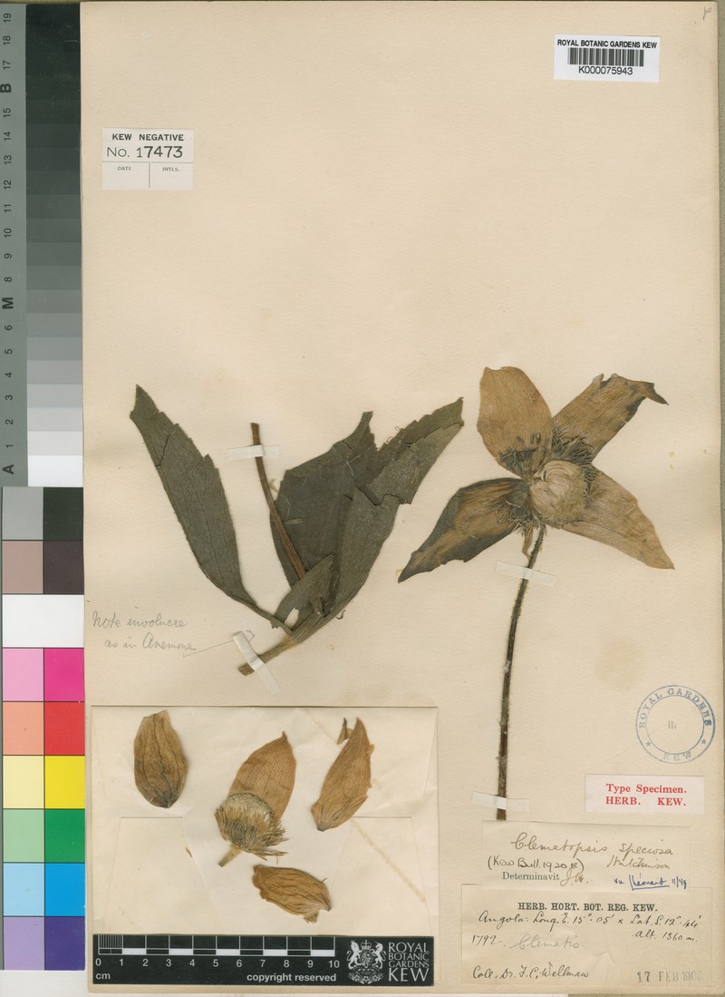 Clematis chrysocarpa subsp. chrysocarpa photo 3