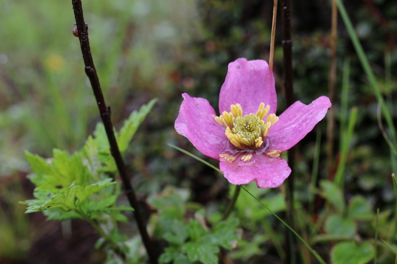 Clematis chrysocoma photo 2