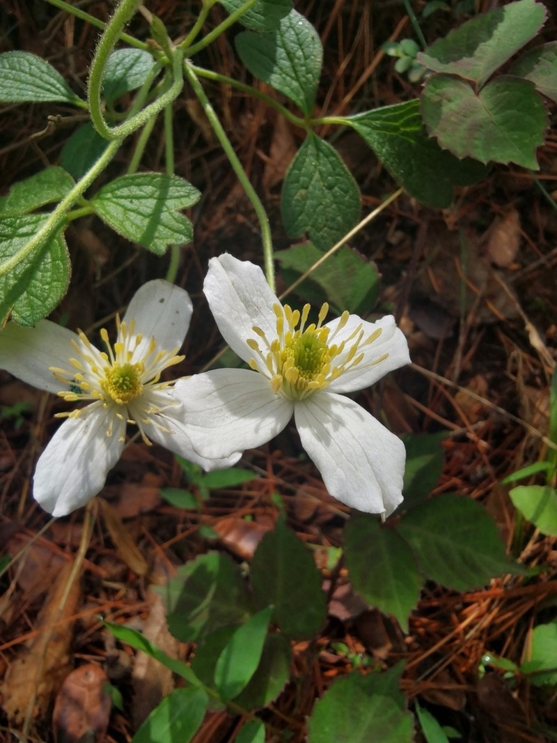 Clematis chrysocoma photo 3