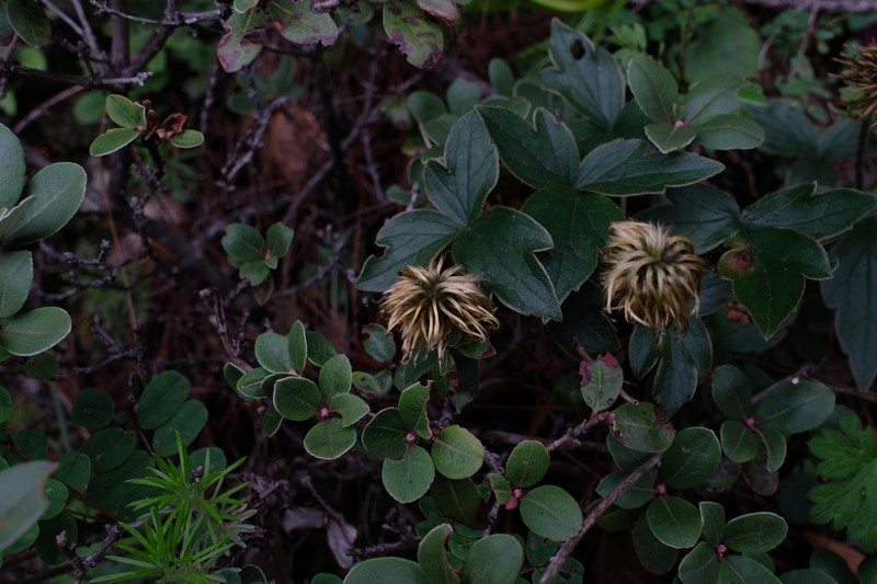 Clematis chrysocoma photo 4