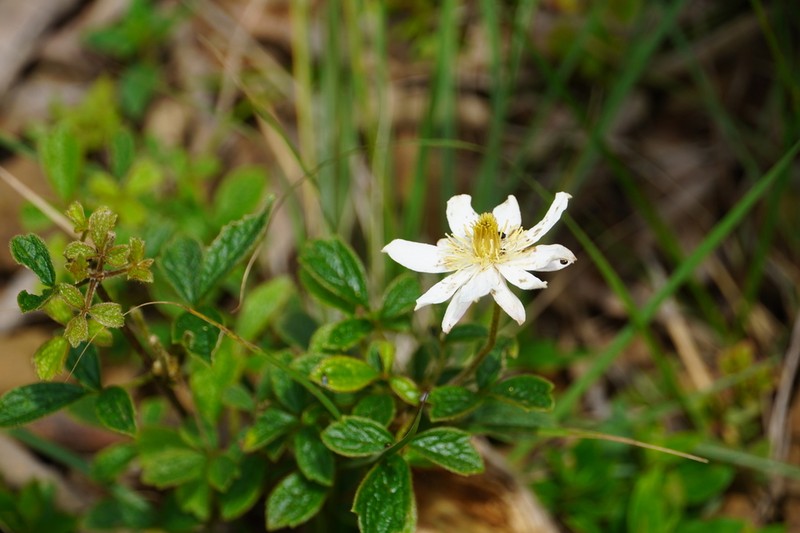 Clematis chrysocoma photo 5