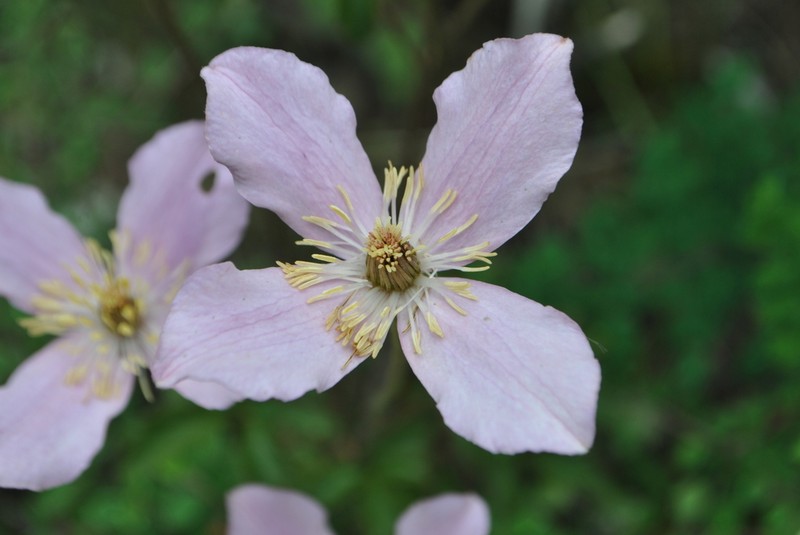 Clematis chrysocoma photo 6